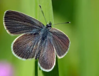 England's 330-acre wheat farm turned wild; 5,290 butterflies counted in 2 years