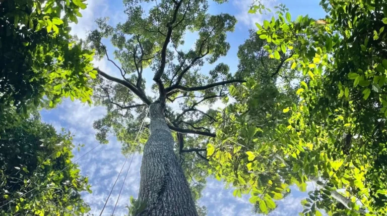 200-foot trees may survive drought better than scientists thought