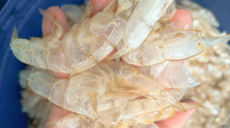 Scientists turn shrimp shell waste into carbon-negative hydrogen fuel