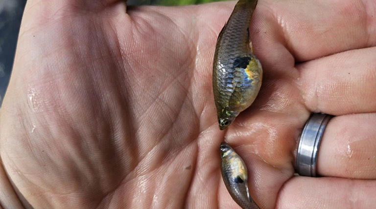 Hawaii’s 1905 mosquitofish import now linked to native species decline
