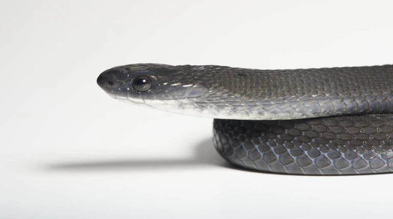 New snake species found in Ethiopia eats only bird eggs