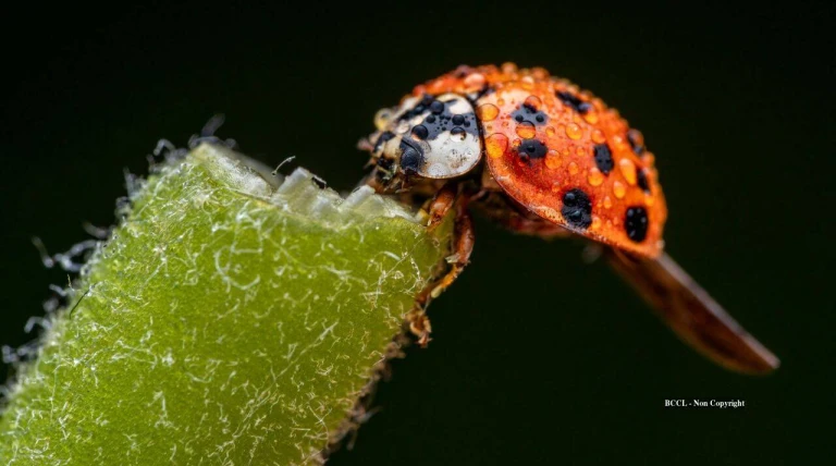 US released Asian lady beetles to fight pests; decades later, they became invasive